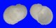 VANIKORIDAE VANIKORO CANCELLATA shell