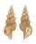 TURRIDAE TRITONOTURRIS AMABILE shell