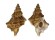 BURSIDAE BURSA QUIRIHORAI shell