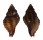 MURICIDAE ORANIA FICULA shell