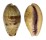 CYPRAEIDAE ERRONEA WALKERI WALKERI shell