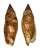 STROMBIDAE STROMBUS TEREBELLATUS shell