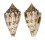 CONIDAE YEDDOCONUS GEERAERTSI shell