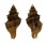 MURICIDAE ORANIA MIXTA shell