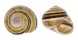 LANDSNAIL POLYMITA MUSCARUM shell