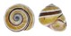 LANDSNAIL POLYMITA MUSCARUM shell