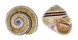 LANDSNAIL POLYMITA MUSCARUM shell