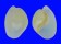 HAMINOEIDAE HAMINOEA ANTILLARUM shell