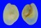 HAMINOEIDAE HAMINOEA ANTILLARUM shell