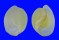 HAMINOEIDAE HAMINOEA ANTILLARUM shell