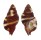 RANELLIDAE SEPTA RUBECULUM shell