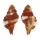 RANELLIDAE CYMATIUM BIBBEYI shell