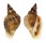 STROMBIDAE STROMBUS URCEUS shell