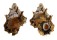 BURSIDAE BURSA MUEHLHAEUSSERI shell