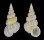 EPITONIIDAE EPITONIUM COSTULATUM shell
