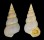 EPITONIIDAE EPIFUNGIUM NIELSI shell