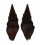 TURRIDAE CRASSISPIRA XANTI shell
