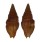 TURRIDAE CRASSISPIRA ADANA shell