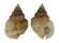 NASSARIIDAE NASSARIUS CORPULENTUS shell