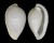 OVULIDAE PSEUDOSIMNIA MARGINATA shell