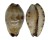 CYPRAEIDAE PURPURADUSTA GRACILIS shell