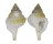 PERSONIDAE DISTORSIO CLATHRATA shell