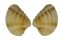 VENERIDAE CHIONE MARIAE shell