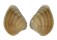 VENERIDAE CHIONE MARIAE shell