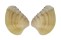 VENERIDAE CHIONE MARIAE shell
