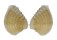 VENERIDAE CHIONE MARIAE shell