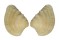 VENERIDAE CHIONE MARIAE shell