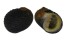 NERITIDAE NERITA SCABRICOSTA shell