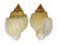 CANCELLARIIDAE CANCELLARIA URCEOLATA shell