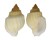 CANCELLARIIDAE CANCELLARIA URCEOLATA shell