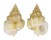 NASSARIIDAE NASSARIUS PAGODUS shell