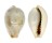 CYPRAEIDAE ERRONEA SUBVIRIDIS SUBVIRIDIS shell