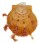SPONDYLIDAE SPONDYLUS NUX shell