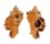 MURICIDAE CHICOREUS LACINIATUS shell