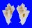 MURICIDAE PTERYNOTUS PELLUCIDUS shell