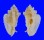 MURICIDAE PTERYNOTUS PELLUCIDUS shell