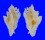 MURICIDAE PTERYNOTUS PELLUCIDUS shell