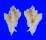 MURICIDAE PTERYNOTUS PELLUCIDUS shell
