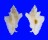 MURICIDAE PTERYNOTUS PELLUCIDUS shell
