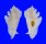 MURICIDAE PTERYNOTUS PELLUCIDUS shell