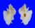 MURICIDAE PTERYNOTUS PELLUCIDUS shell