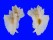 MURICIDAE PTERYNOTUS PELLUCIDUS shell