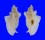 MURICIDAE PTERYNOTUS PELLUCIDUS shell