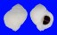 CORALLIOPHILIDAE CORALLIOPHILA  VIOLACEA shell