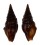TURRIDAE CRASSISPIRA NIGERRIMA shell