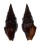 TURRIDAE CRASSISPIRA NIGERRIMA shell